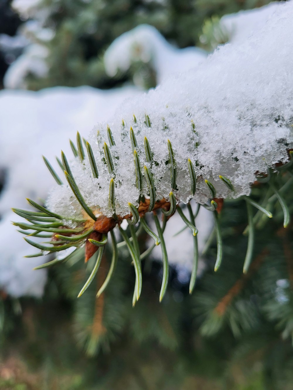 a branch of a pine covered in snow