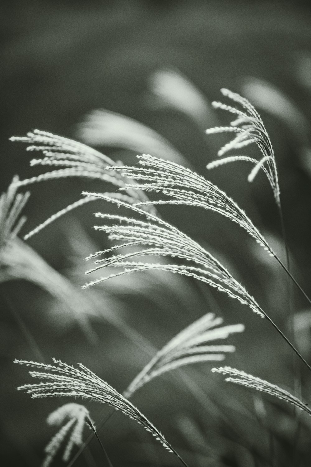 a black and white photo of some grass