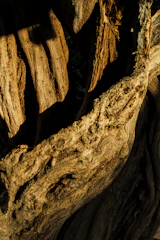 Close-up of high-quality wood textures and fine craftsmanship details.