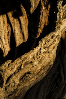 A close-up of intricate wood restoration techniques in action.