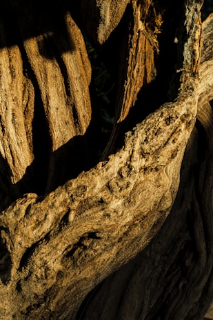 A close-up of handcrafted wooden furniture showcasing intricate details and natural textures.