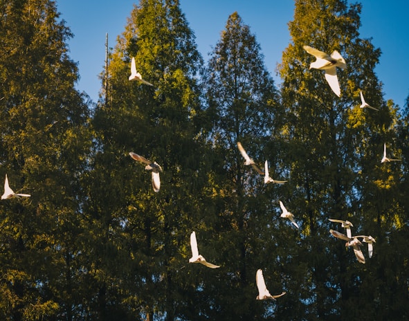 A flock of birds is flying against a backdrop of tall, dense trees, with many birds captured mid-flight and wings outstretched. The sunlight highlights the white of their feathers, contrasting with the lush green of the trees and the clear blue sky.