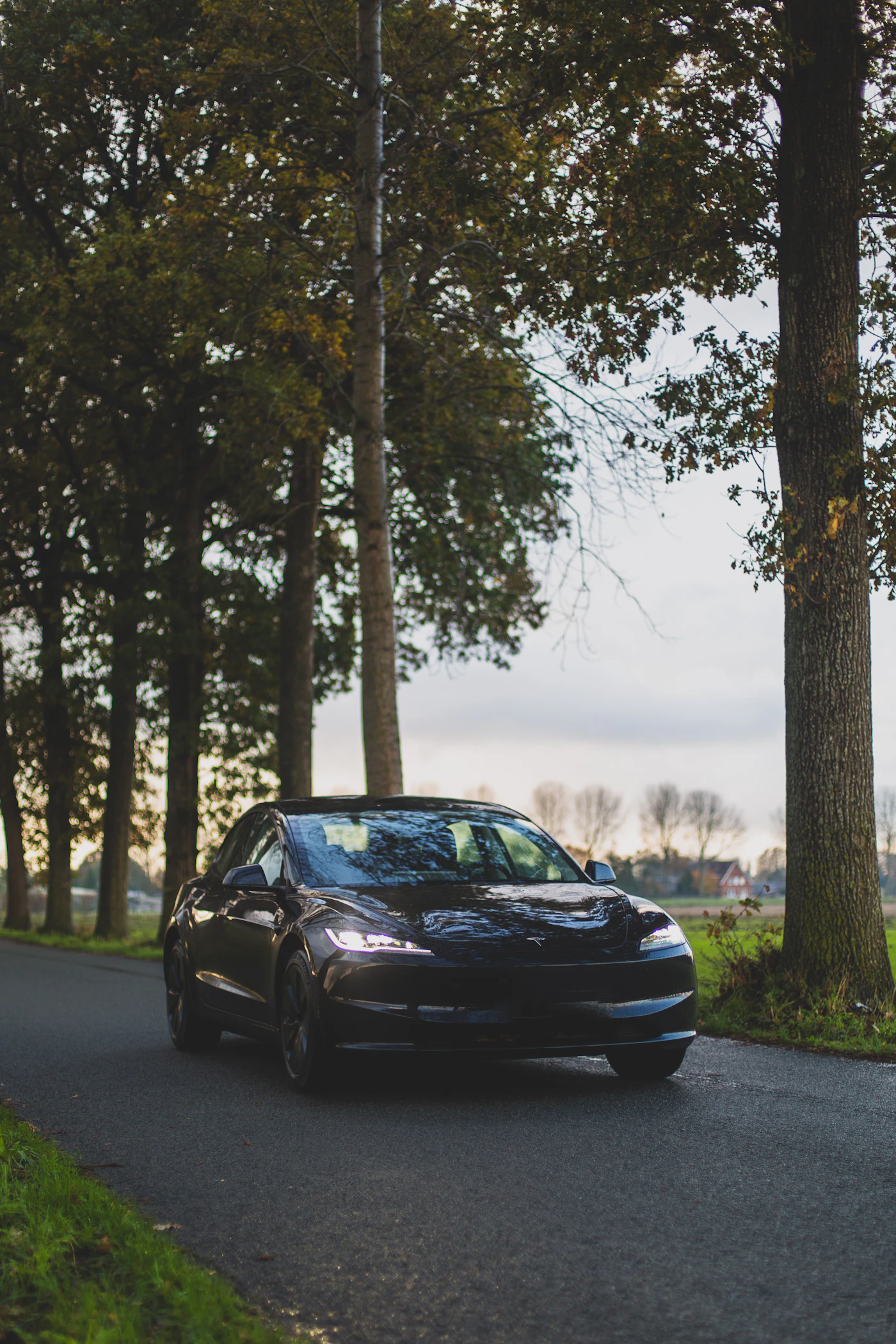 A Tesla on a tree-lined avenue in low autumn light