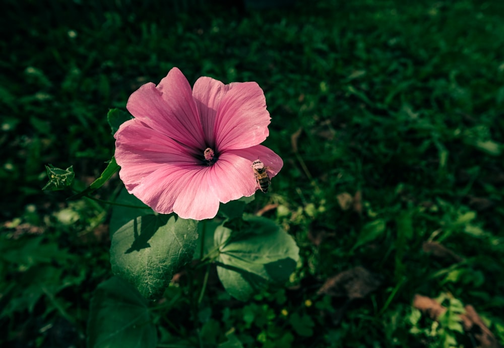 a pink flower in the middle of a grassy field