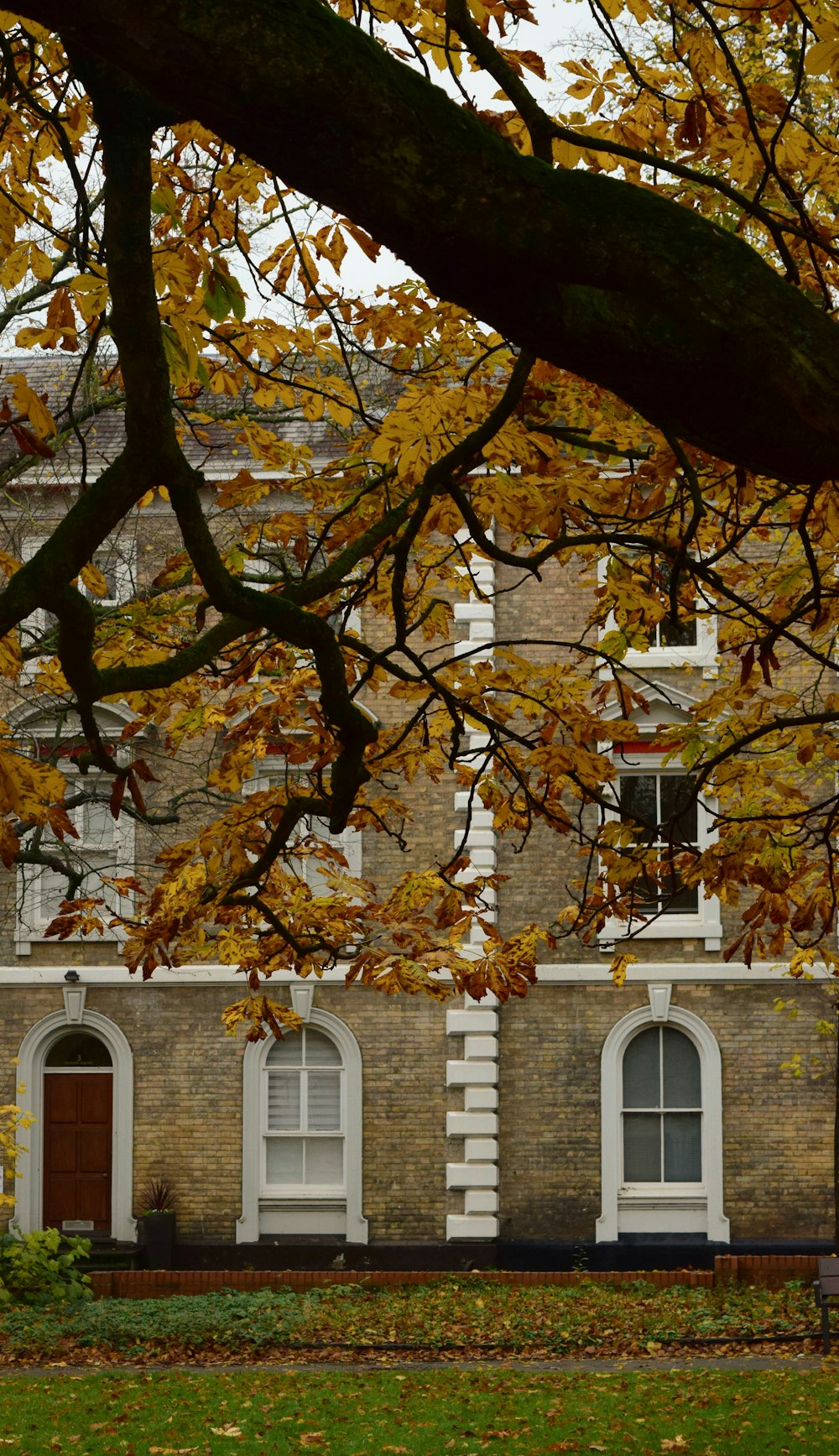 a tree with yellow leaves in front of a brick building