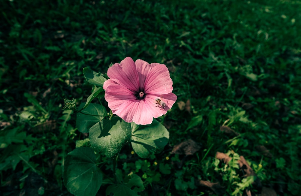 a pink flower in the middle of a grassy field