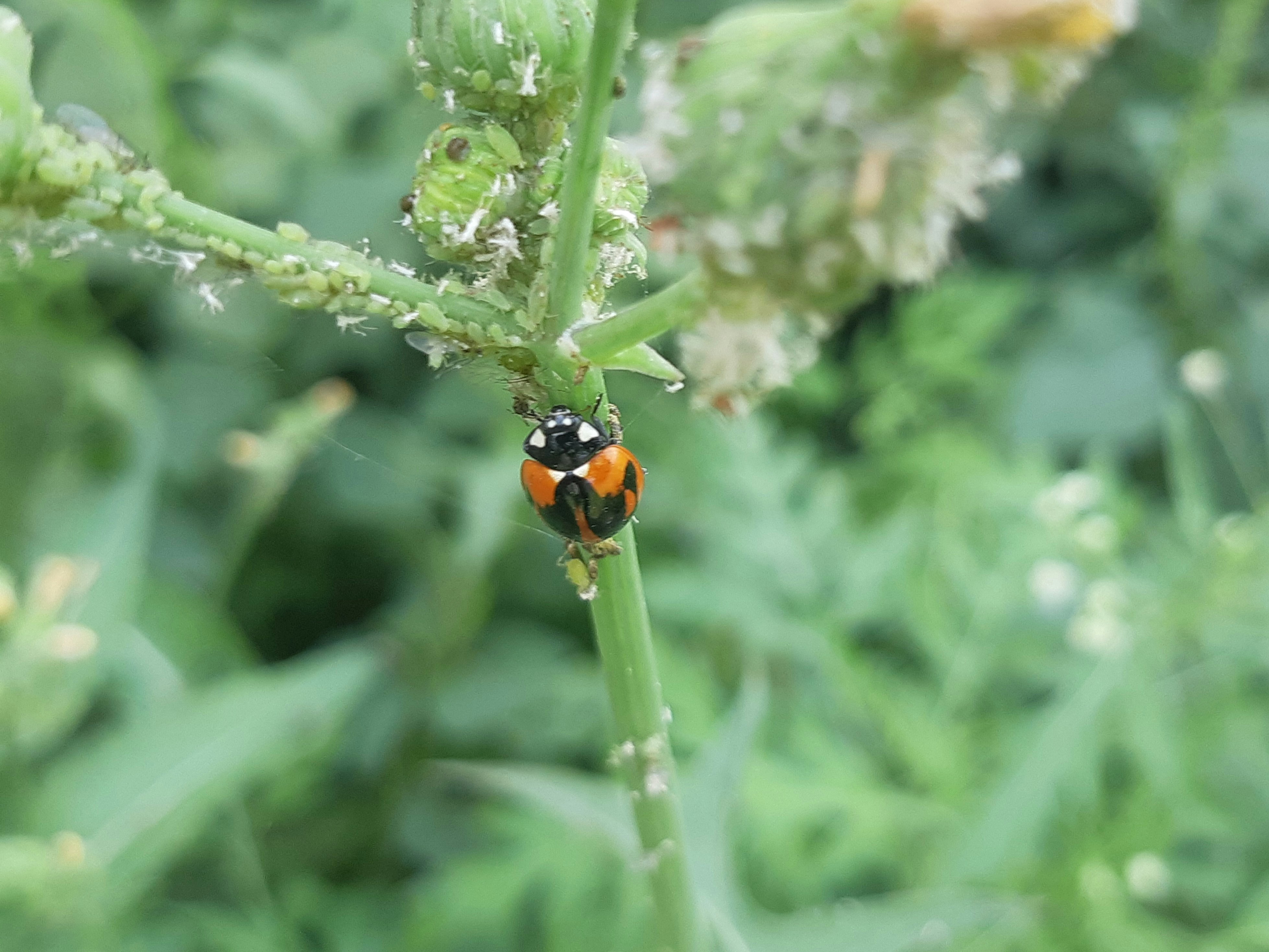 una mariquita sentada en una planta verde