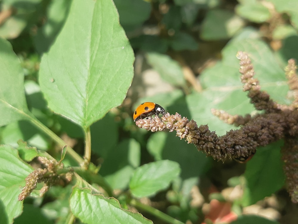 a small orange and black insect on a plant