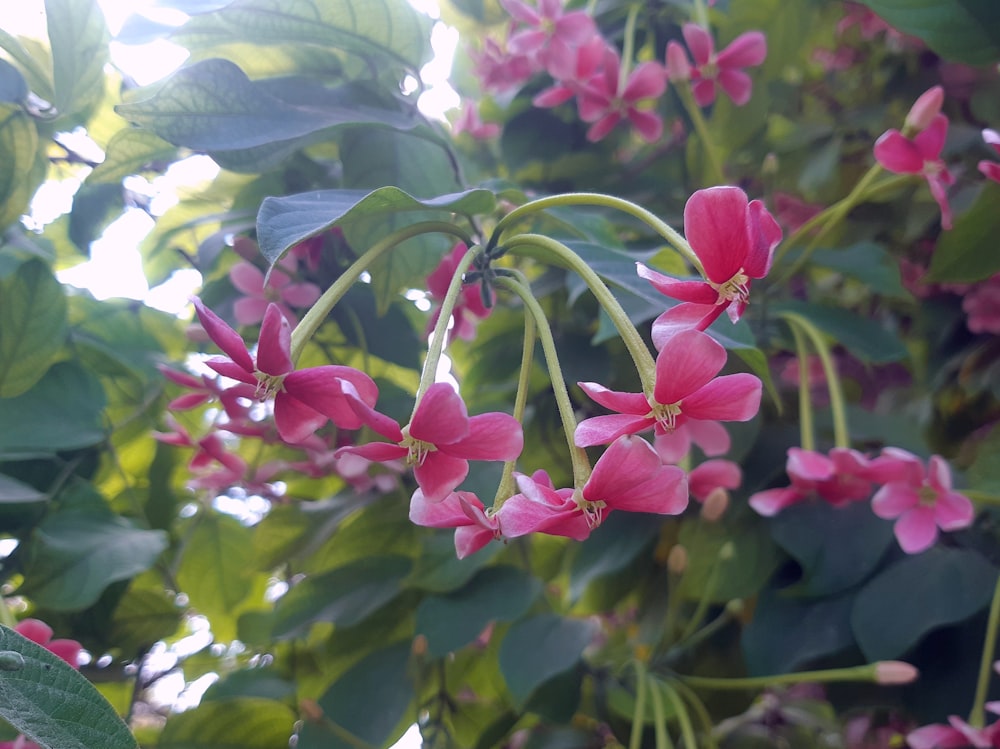 un mazzo di fiori rosa che cresce su un albero