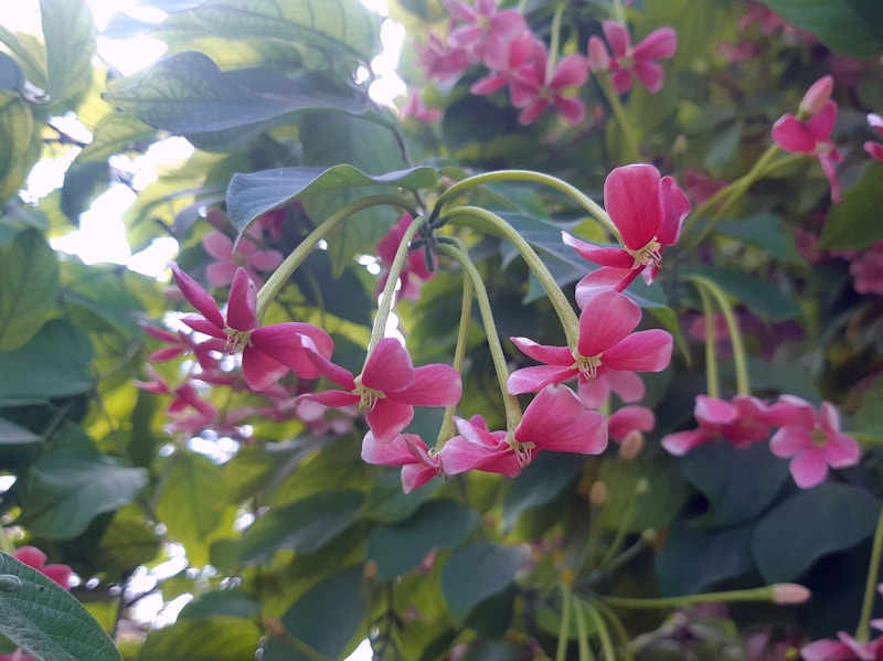 Flower types
