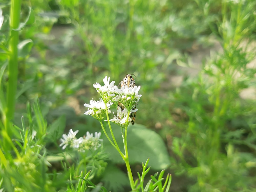 a bee sitting on a white flower in a field