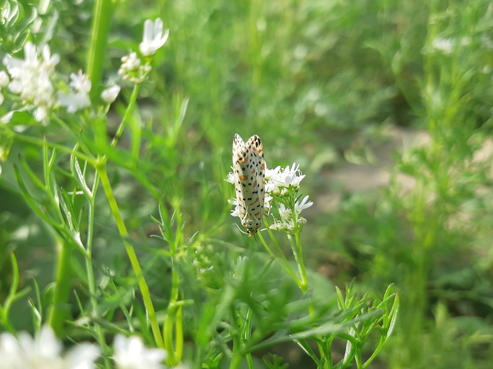 a butterfly sitting on top of a white flower