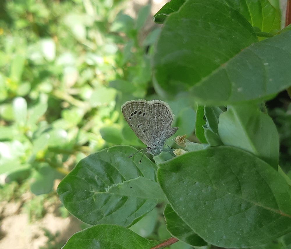 una farfalla grigia seduta su una pianta a foglia verde
