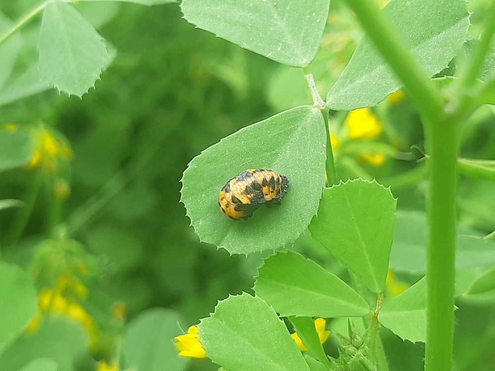 a yellow and black bug sitting on a green leaf