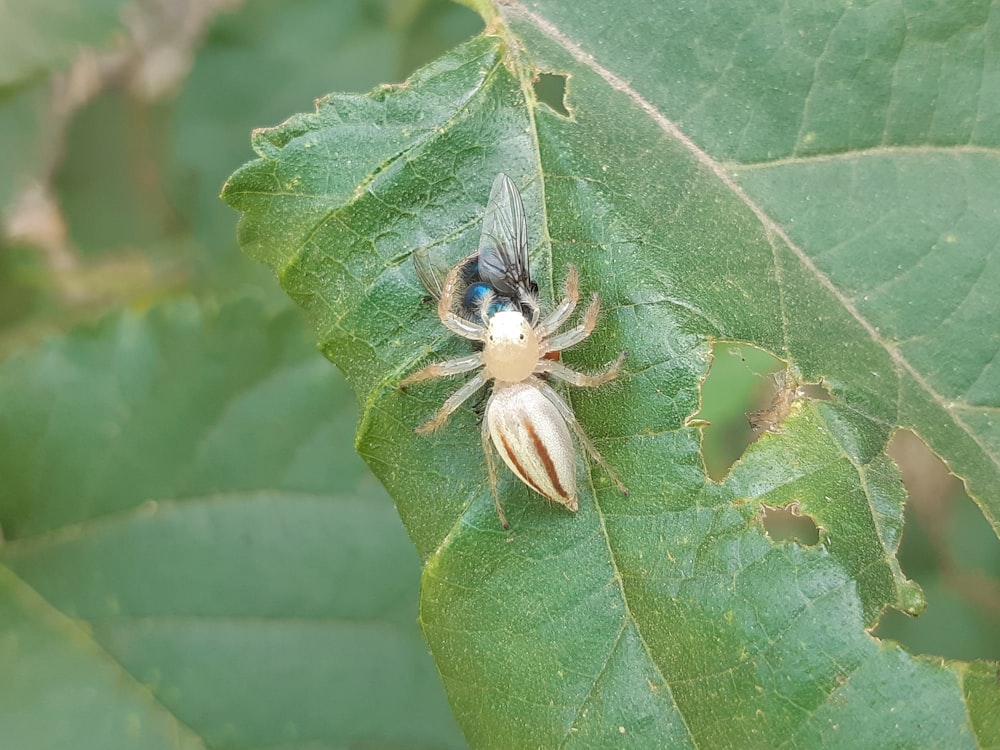 a bug sitting on top of a green leaf