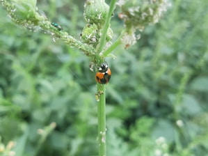 a lady bug crawling on a plant in a field