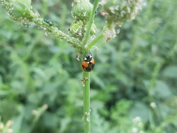 a lady bug crawling on a plant in a field