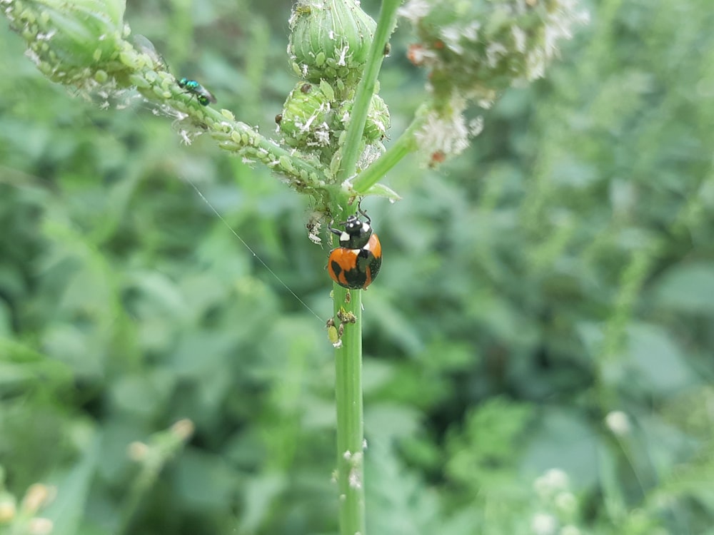 野原の植物を這うてんとう虫