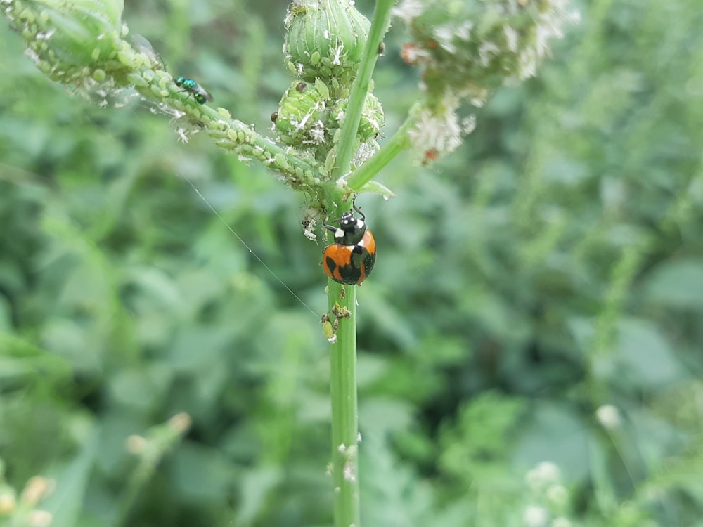 a lady bug crawling on a plant in a field