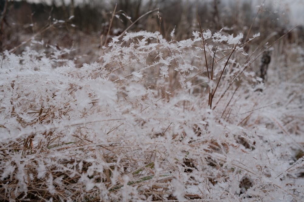 a field of grass covered in snow next to a forest