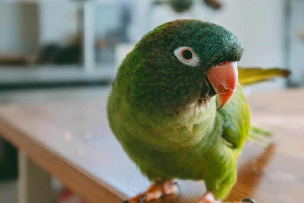 a green parrot sitting on top of a wooden table
