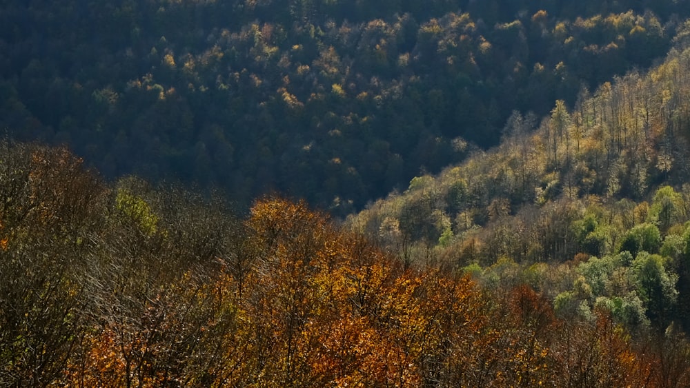 a forest filled with lots of trees covered in fall colors