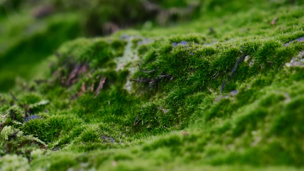 Eine Nahaufnahme einer grünen, moosigen Oberfläche