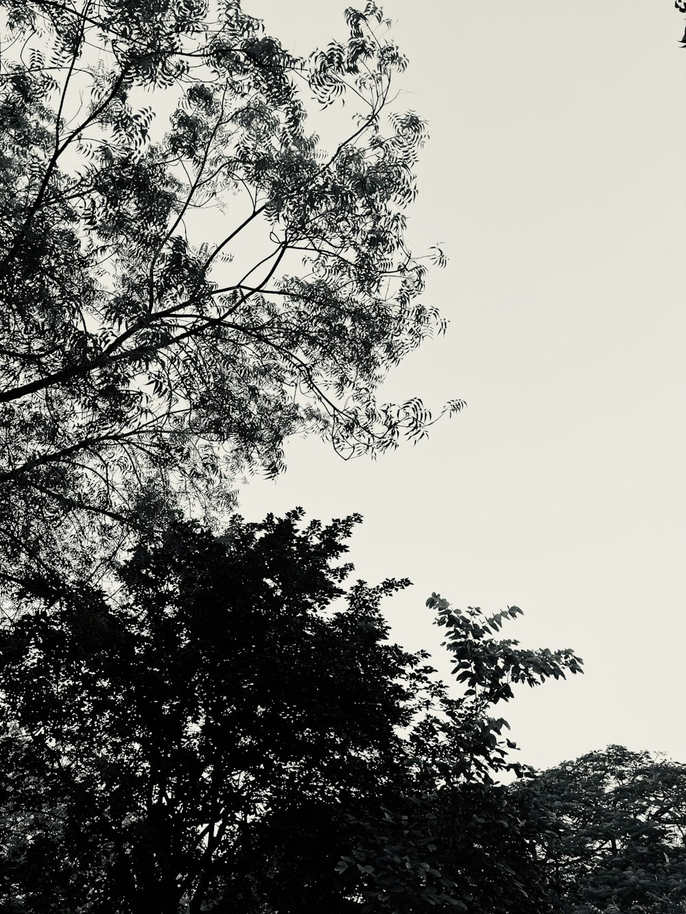 a black and white photo of some trees