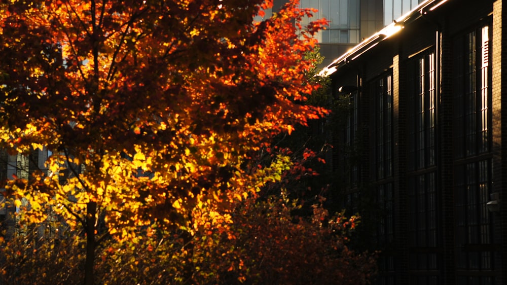 a tree with orange leaves in front of a building