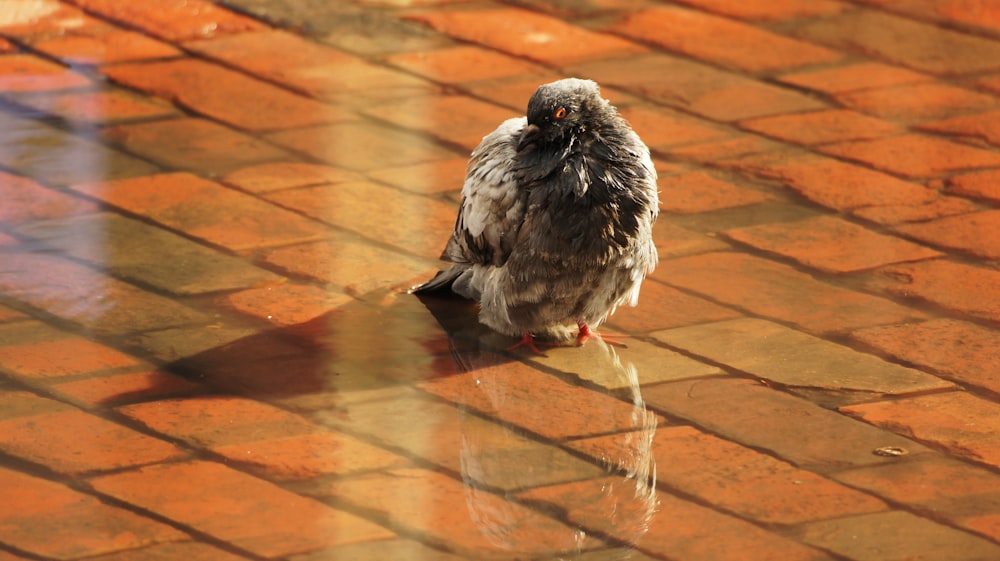 a small bird sitting on a brick walkway