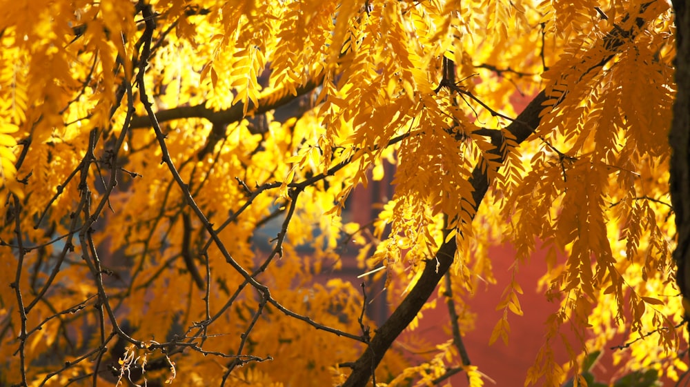 a tree with yellow leaves in the fall