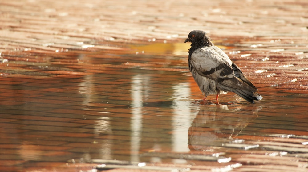 a bird standing in a puddle of water
