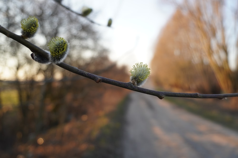 a branch of a tree with buds on it