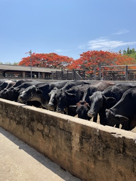 A group of black cattle is gathered behind a concrete barrier in a farm setting. Behind them, vibrant red flowering trees stand under a clear blue sky, adding a burst of color to the scene. A wooden fence and farm structures are visible in the background.