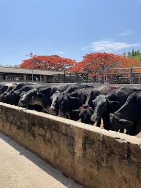 A group of black cattle is gathered behind a concrete barrier in a farm setting. Behind them, vibrant red flowering trees stand under a clear blue sky, adding a burst of color to the scene. A wooden fence and farm structures are visible in the background.