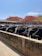 A group of black cattle is gathered behind a concrete barrier in a farm setting. Behind them, vibrant red flowering trees stand under a clear blue sky, adding a burst of color to the scene. A wooden fence and farm structures are visible in the background.