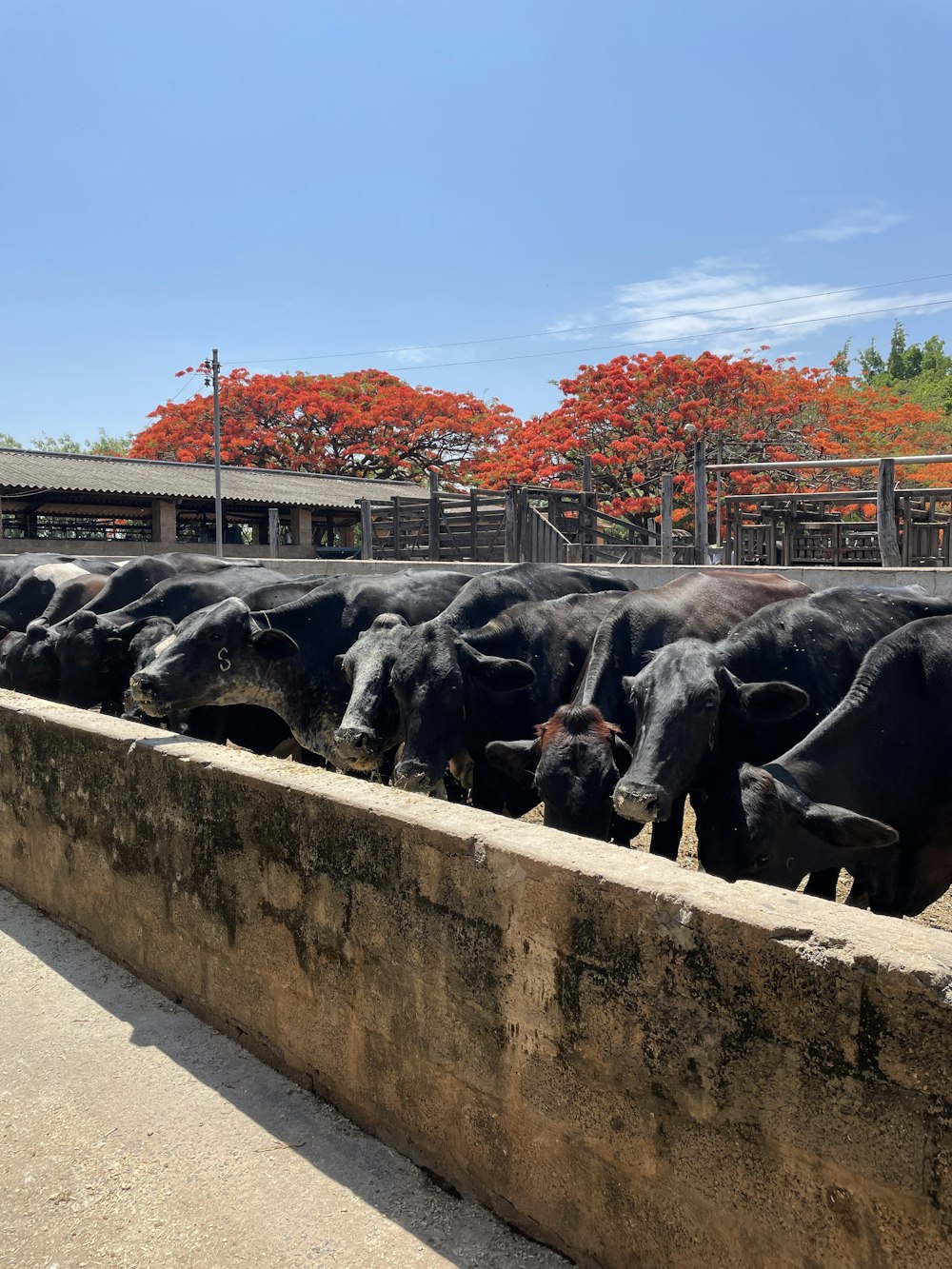 a herd of cattle standing on top of a cement wall