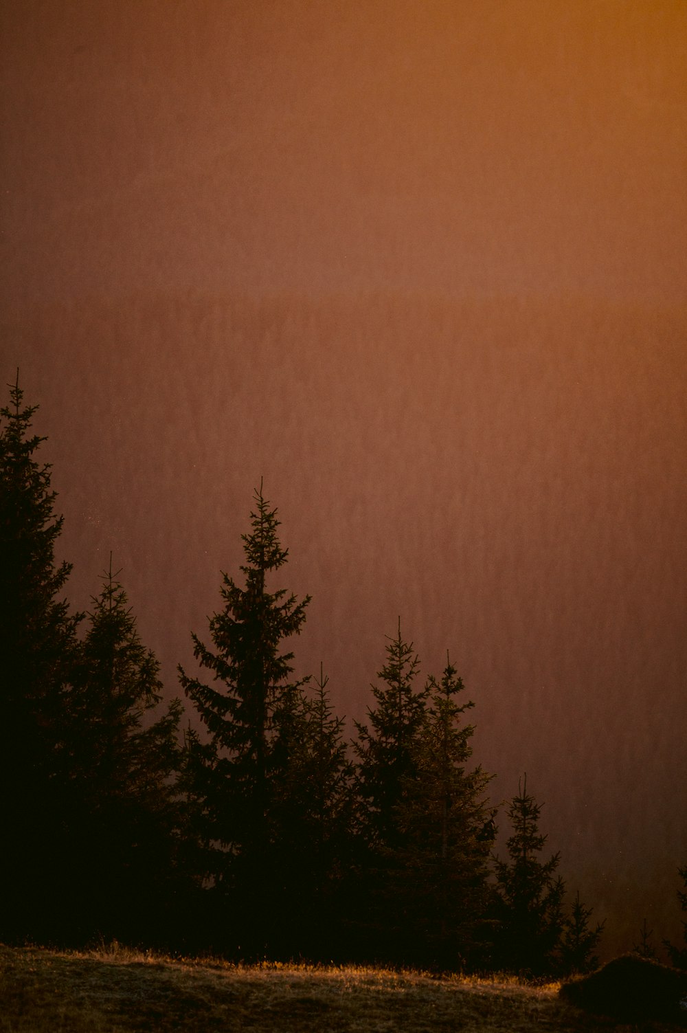 a group of trees in a field with a red sky in the background