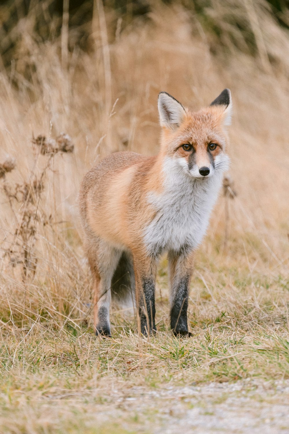 a red fox standing in a grassy field