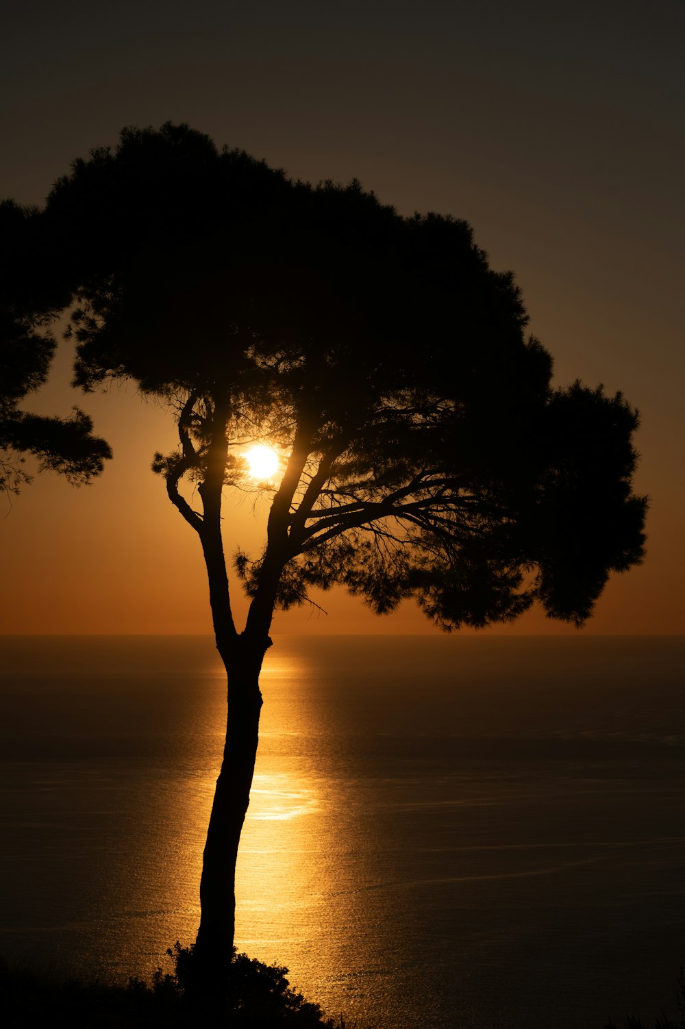 the sun is setting behind a tree by the water