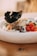 A gourmet dish featuring a combination of seafood and fresh ingredients. Plump shrimp, grilled calamari, and octopus are arranged with a scoop of creamy sauce, topped with green herbs. The dish is garnished with a black crispy element and accompanied by diced red tomatoes, creating a visually striking presentation.