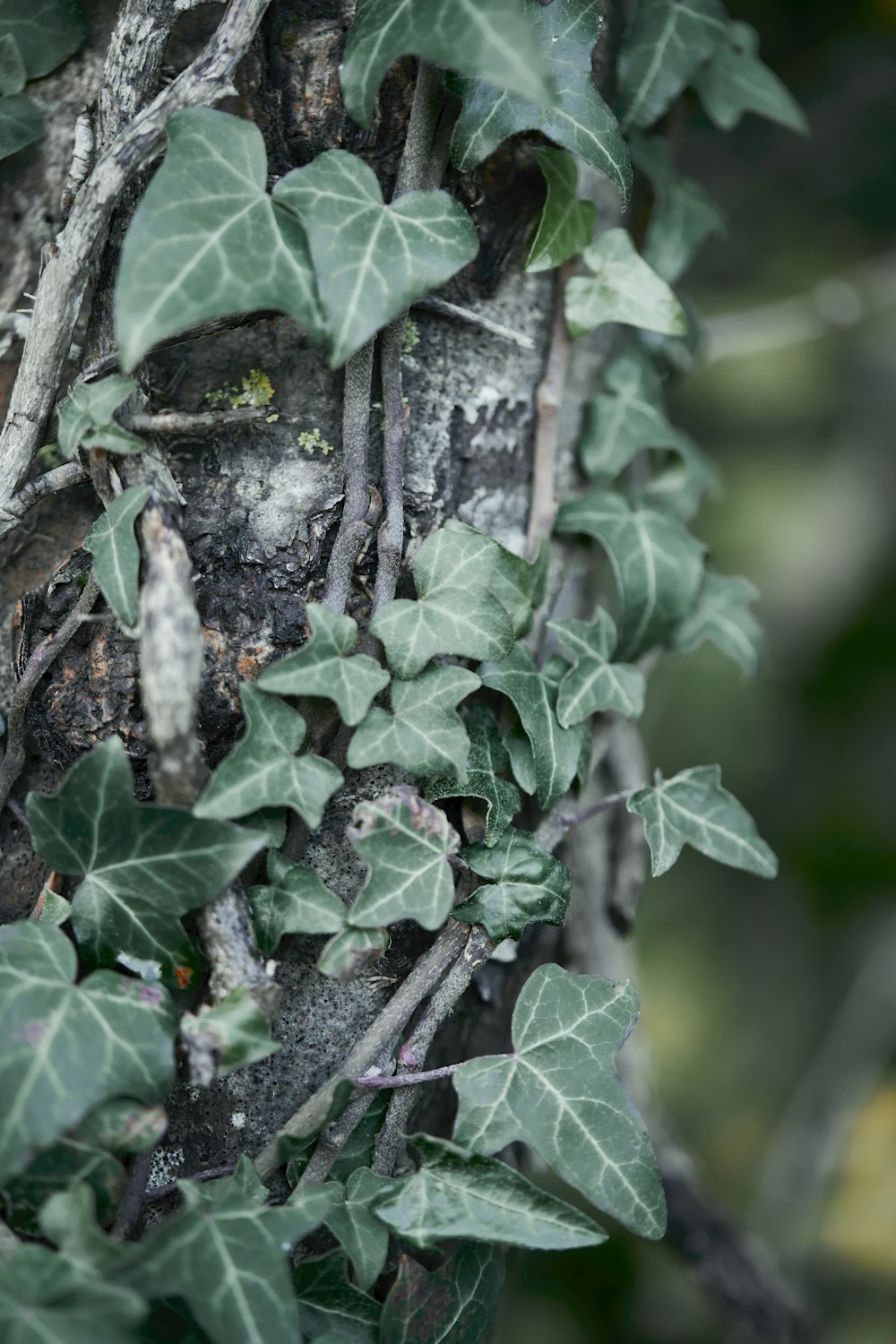 ivy growing on the side of a tree