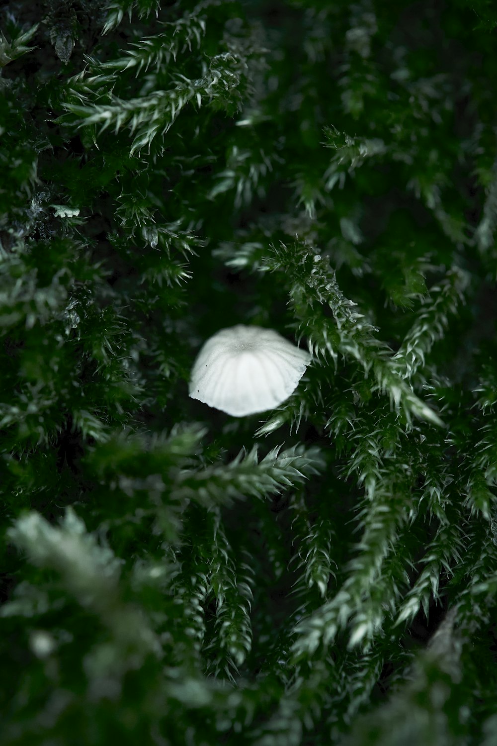 a white flower sitting on top of a lush green tree