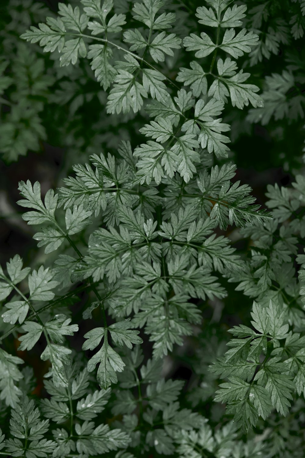 a close up of a plant with green leaves