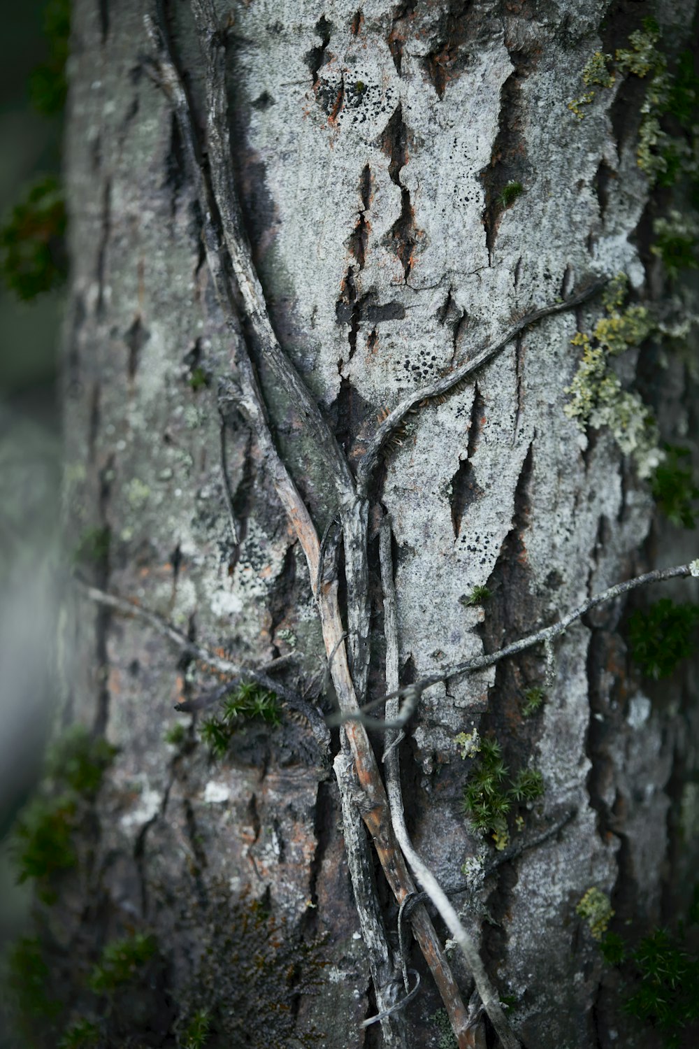 a close up of a tree with vines on it