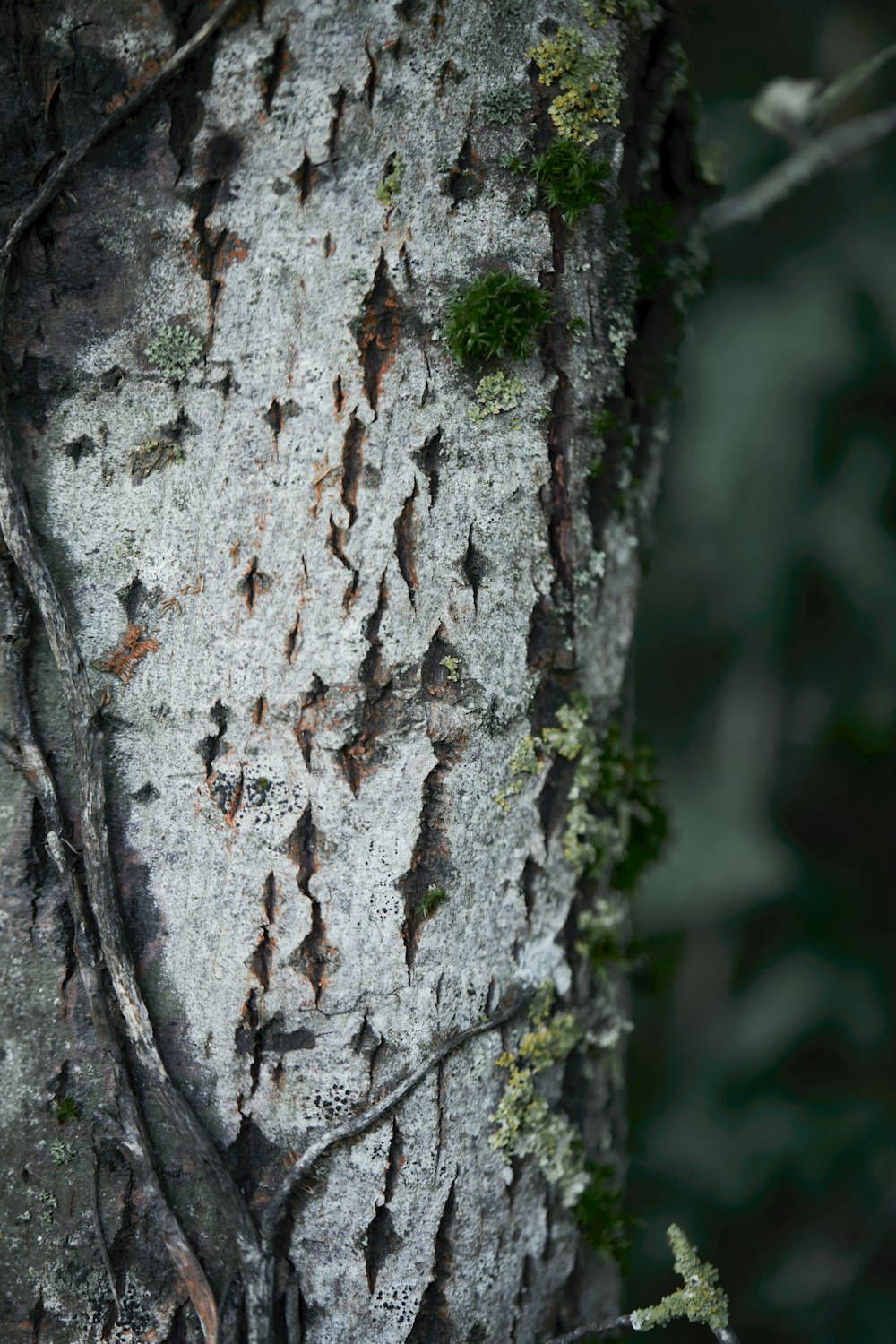 a close up of a tree with moss growing on it