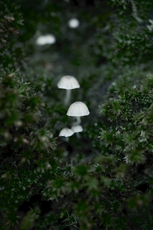 Delicate morel mushrooms nestled among fresh green leaves on a beige linen cloth.