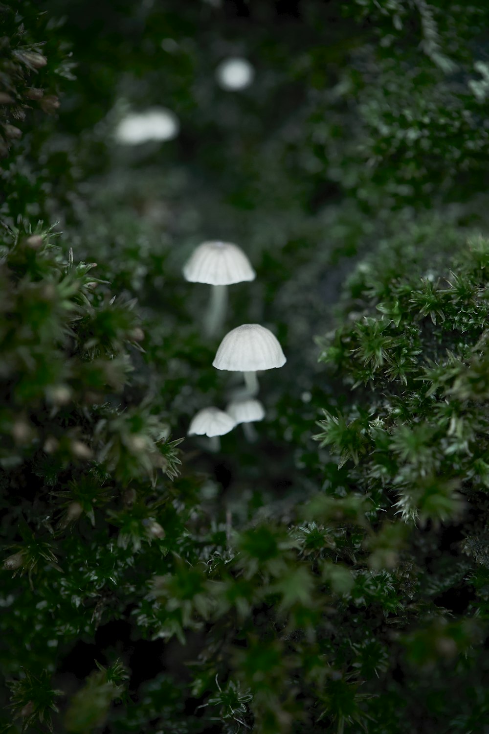 a group of white mushrooms sitting on top of a lush green forest
