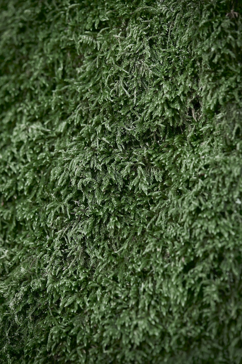 a close up of a green moss covered wall