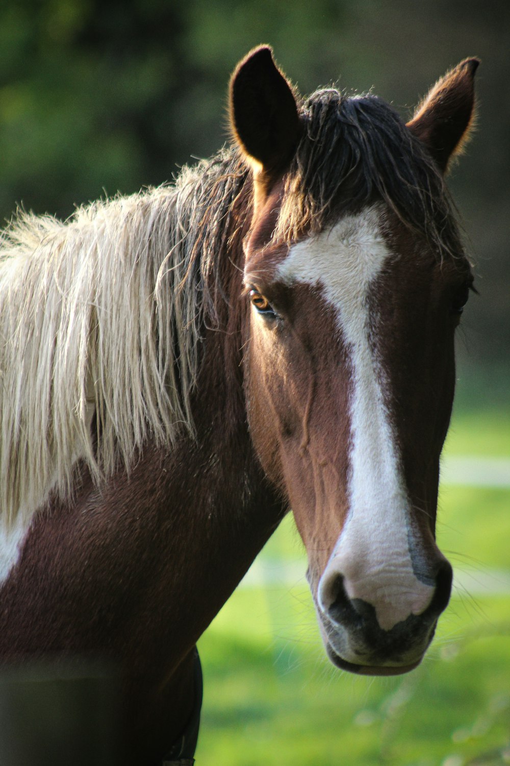 a brown and white horse standing on top of a lush green field